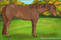 Horse Color:Chestnut Frame