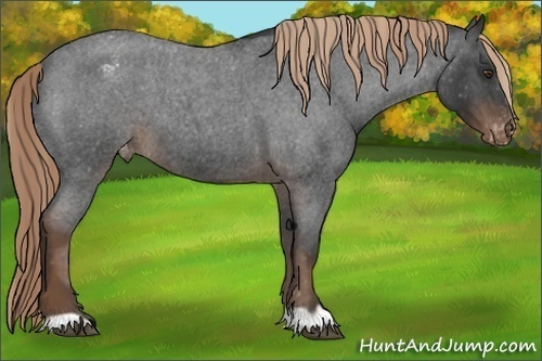 Horse Color:Liver Red Roan Varnish 