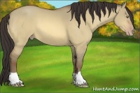 Horse Color:Amber Champagne Dun 