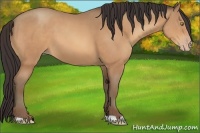 Horse Color:Amber Champagne