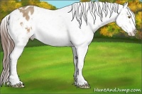Horse Color:Amber Champagne Appaloosa 