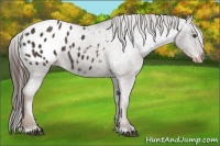 Horse Color:Liver Chestnut Appaloosa