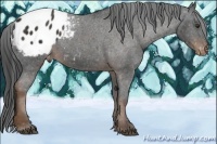 Horse Color:Liver Chestnut Appaloosa 