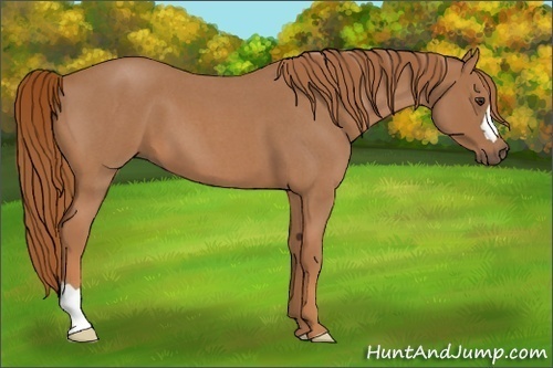 Horse Color:Red Roan 