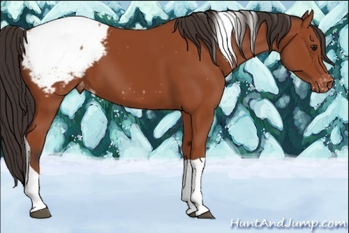 Horse Color:Bay Tobiano Snowcap