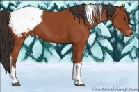 Horse Color:Bay Tobiano Snowcap 