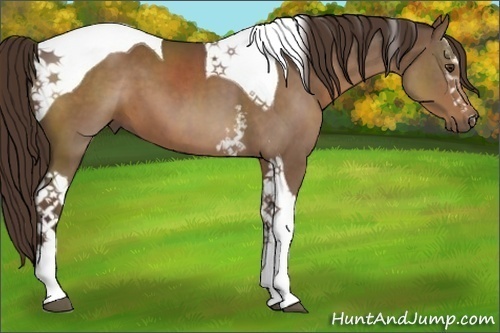 Horse Color:White Spotted Liver Chestnut Tobiano 