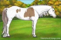 Horse Color:Red Dun Splash and Red Dun Splash