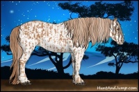 Horse Color:Chestnut  and White Spotted Chestnut 