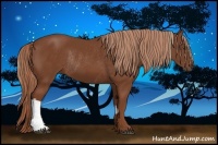 Horse Color:Chestnut  and Chestnut Rabicano 