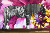 Horse Color:Gray Black  and Gray Blue Roan 