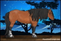 Horse Color:Bay and Bay