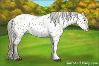 Horse Color:White Spotted Liver Red Dun Appaloosa 