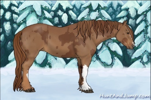 Horse Color:Chestnut and Chestnut