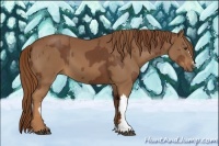 Horse Color:Chestnut  and Chestnut 
