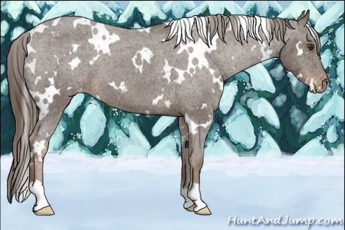 Horse Color:White Spotted Liver Chestnut Varnish