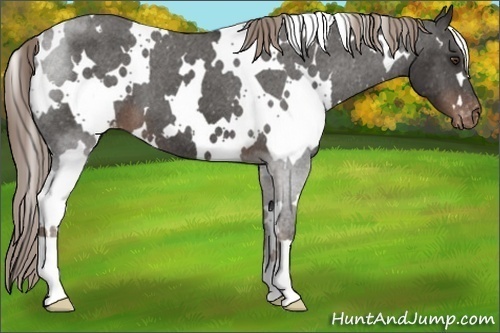 Horse Color:White Spotted Liver Chestnut Varnish 
