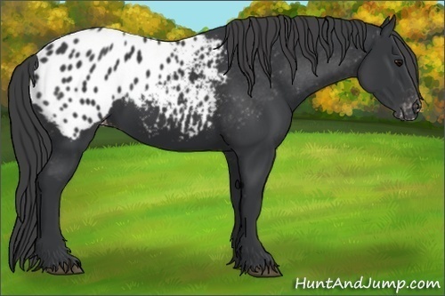 Horse Color:Black Appaloosa