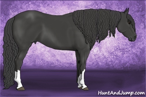 Horse Color:Smoky Black 