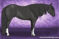 Horse Color:Smoky Black
