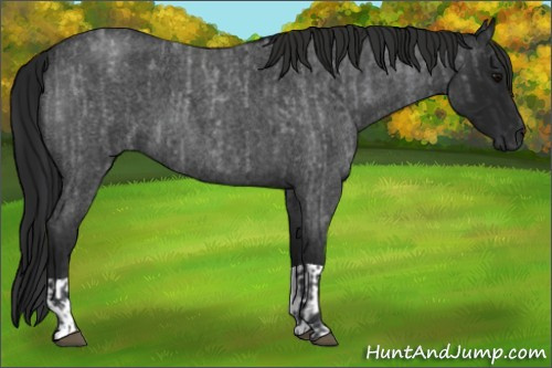 Horse Color:Blue Roan  and Gray Blue Roan 