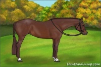 Horse Color:Chocolate Bay 