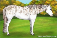 Horse Color:Red Dun Splash  and Red Dun Splash Appaloosa 
