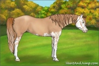 Horse Color:Gold Champagne and Gold Champagne Splash
