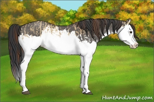 Horse Color:Red Dun Splash  and Grullo Splash 