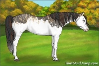 Horse Color:Red Dun Splash  and Grullo Splash 