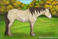 Horse Color:Classic Champagne Dun  and Classic Champagne Dun Frame 