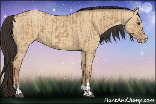 Horse Color:Bay Dun and Amber Champagne Dun
