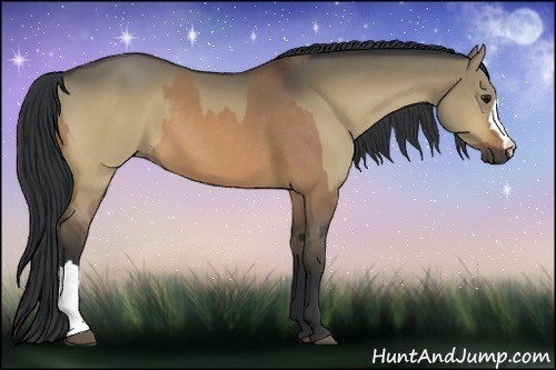 Horse Color:Bay Dun and Bay Dun