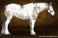 Horse Color:Bay Dun Splash Tobiano  and Red Dun Splash Tobiano 