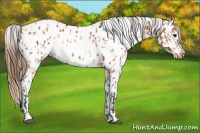Horse Color:Bay Appaloosa  and Bay Splash Appaloosa 