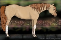 Horse Color:Red Dun and Red Dun