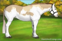 Horse Color:Red Dun Splash  and Gold Champagne Dun Splash 