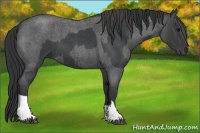 Horse Color:Blue Roan  and Smoky Blue Roan 