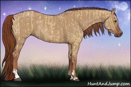 Horse Color:Red Dun and Red Dun Rabicano