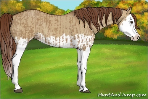 Horse Color:Red Dun Splash  and Red Dun Splash 