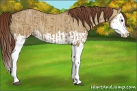 Horse Color:Red Dun Splash and Red Dun Splash