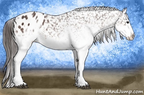Horse Color:White Spotted Brown Snowflake Varnish Rabicano