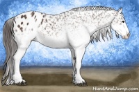 Horse Color:White Spotted Brown Snowflake Varnish Rabicano 