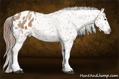 Horse Color:Black Pearl Appaloosa 