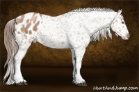Horse Color:Black Pearl Snowflake Varnish