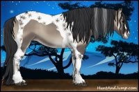 Horse Color:Grullo Onyx Tobiano