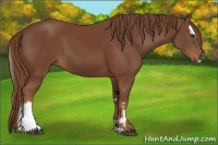 Horse Color:Chestnut  and Chestnut Splash 
