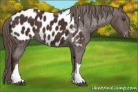 Horse Color:Liver Chestnut Appaloosa 