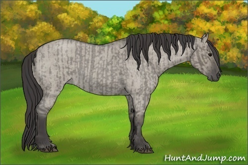 Horse Color:Smoky Grullo Roan  and Smoky Grullo Roan 