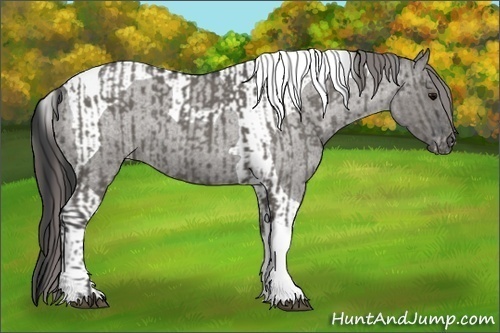 Horse Color:Grullo Roan Tobiano  and Grullo Roan Tobiano Appaloosa 